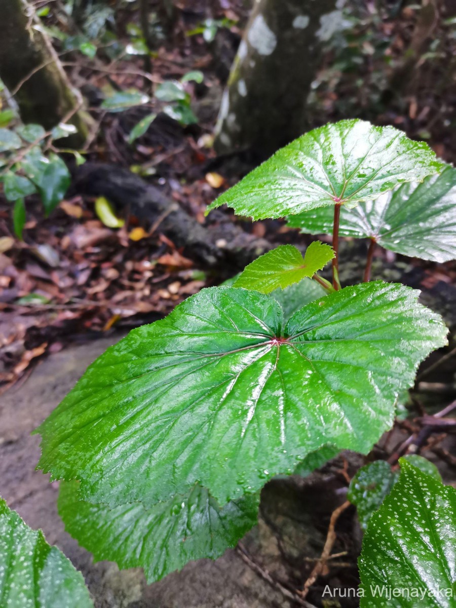 Begonia dipetala Graham